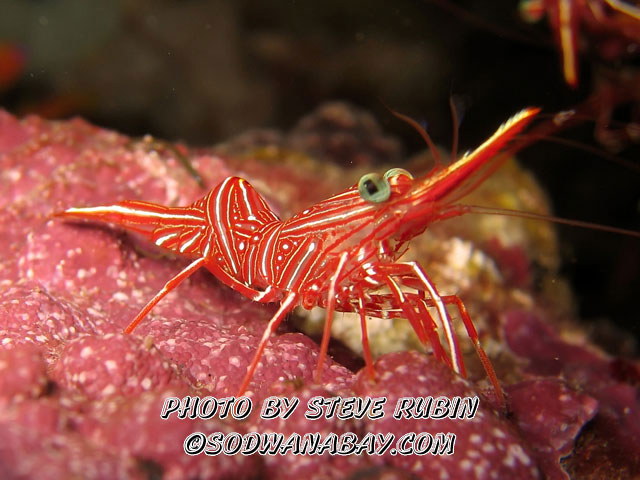 Durban Dancing Shrimp