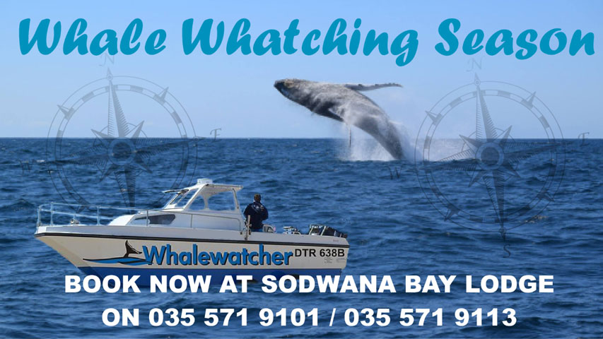 Whale Watching Charters